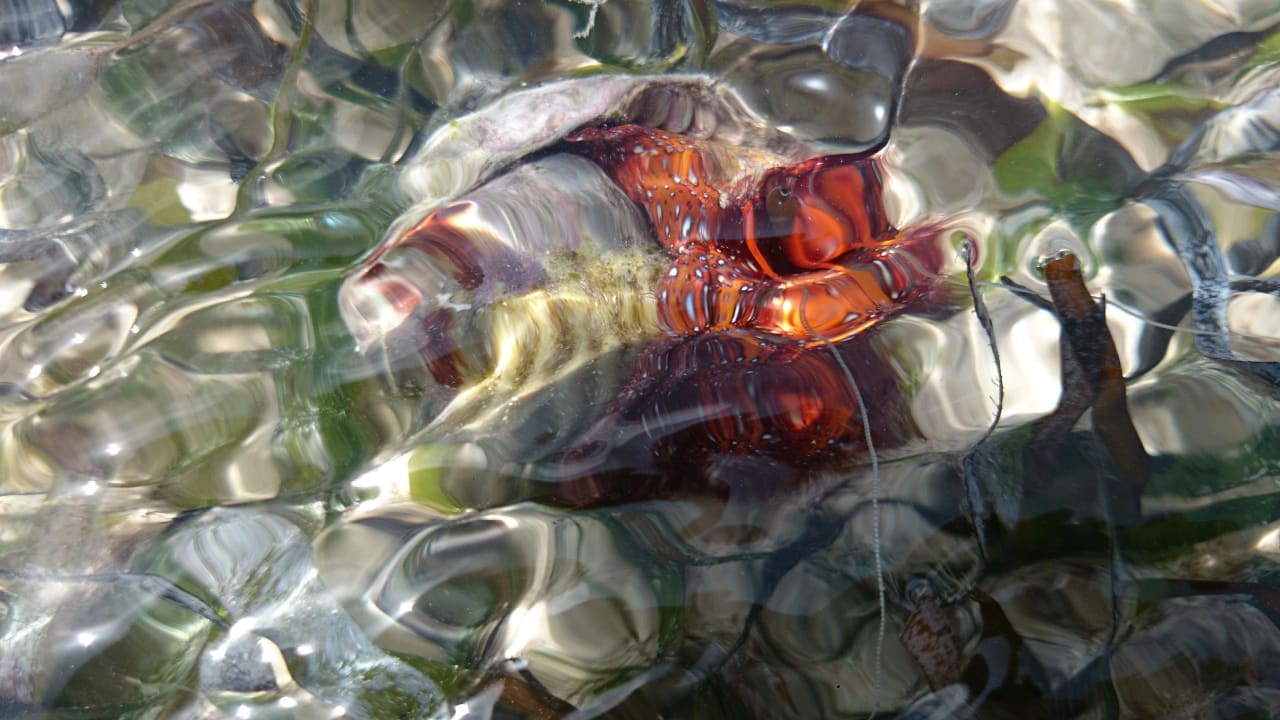 Żyjątka Sultan Sands Island Resort & Spa