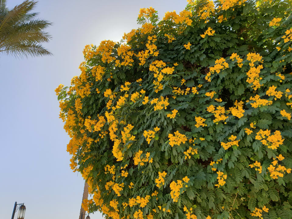Gartenanlage Prima Life Makadi Resort