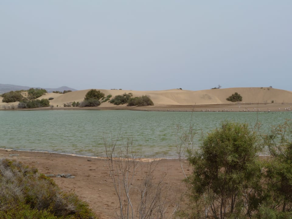 Strand Canary Garden Club