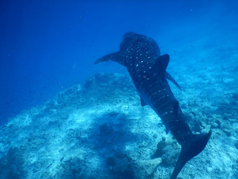 Strand Vilamendhoo Island Resort & Spa