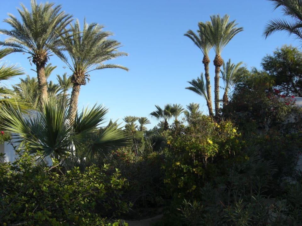 Baumbestand Hotel Sangho Club Zarzis