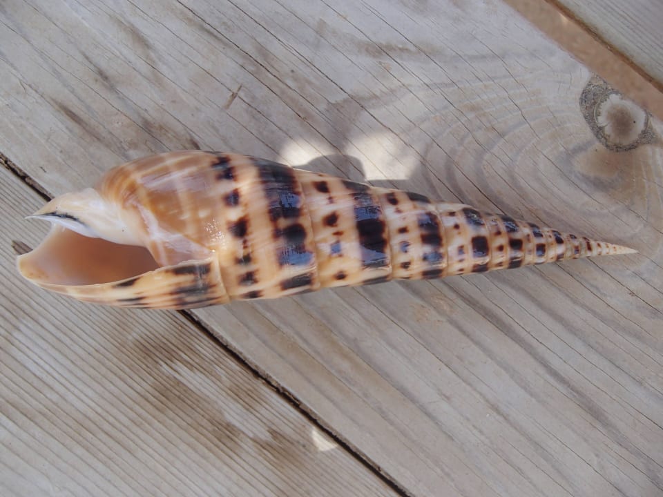 Eine Lange Twirled Muschel  Jaz Dar EL Madina