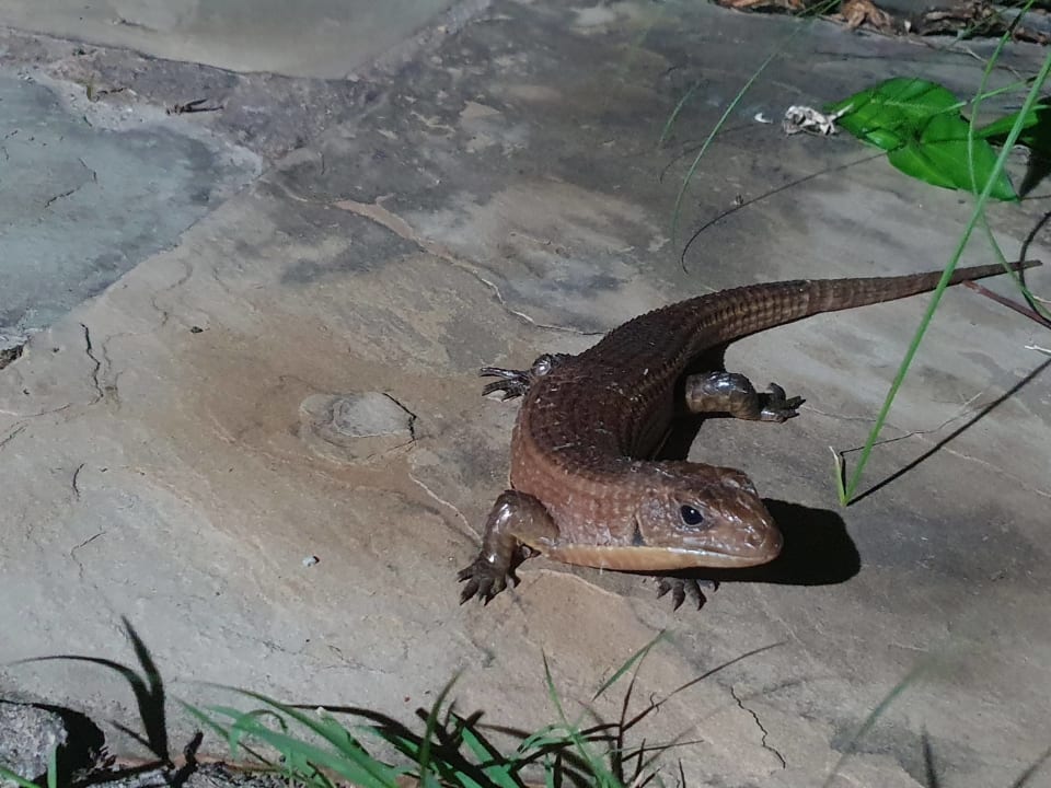 Gartenanlage Bahari Beach Hotel
