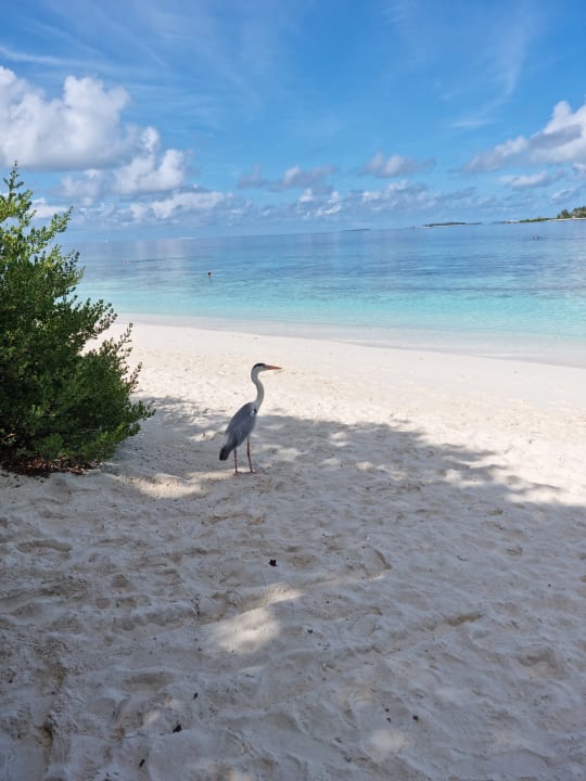 Strand NH Collection Maldives Reethi Resort