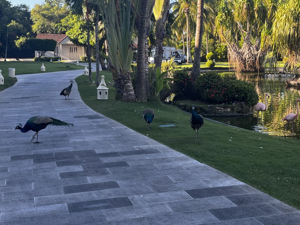 Gartenanlage Tropical Deluxe Princess