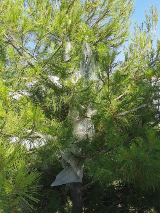 Zimmer Mitsis Selection Blue Domes