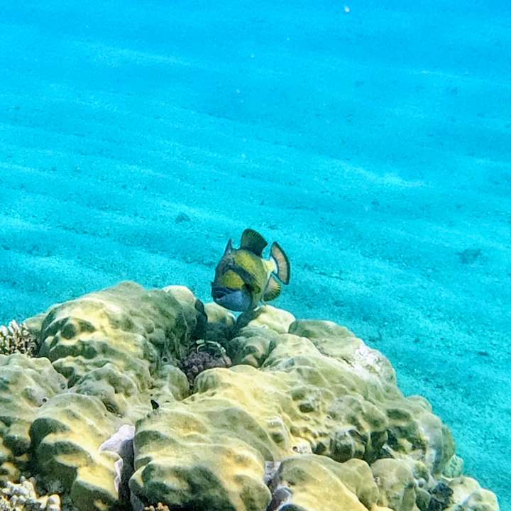 Sport & Freizeit Mövenpick Resort El Quseir