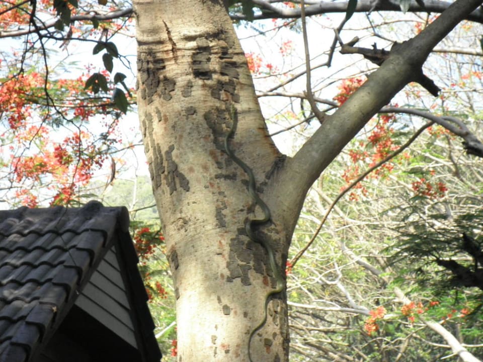 Kleiner Besucher Hotel Coral Island Resort