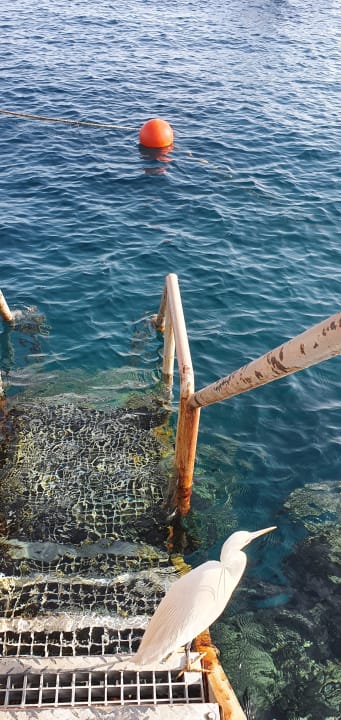 Sonstiges Steigenberger Coraya Beach - Adults only