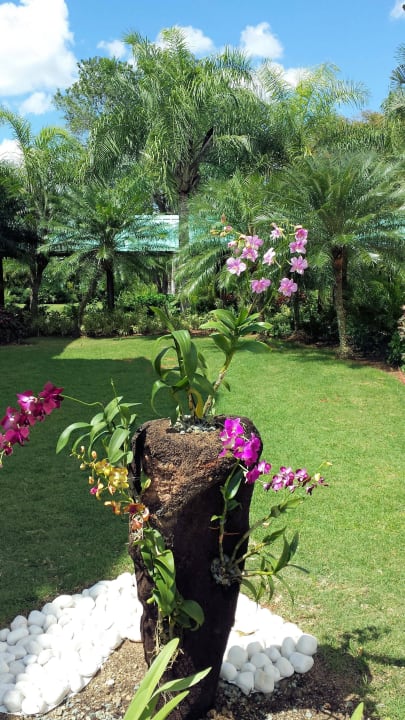 Gartenanlage Dreams La Romana Resort & Spa