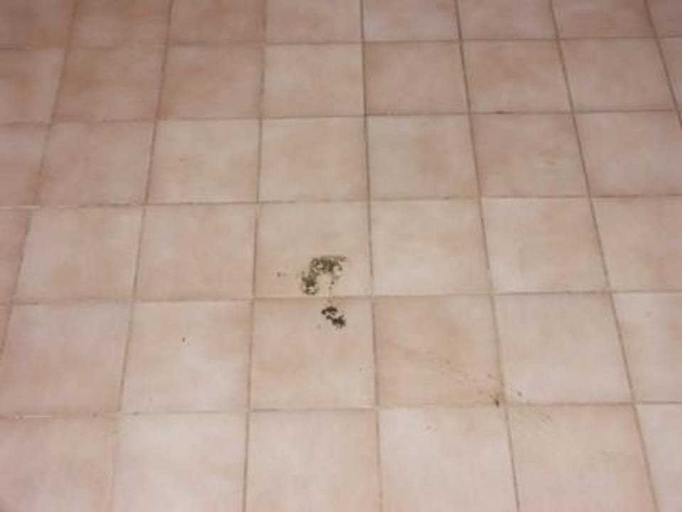 Hühnerkot Starfish Cayo Guillermo