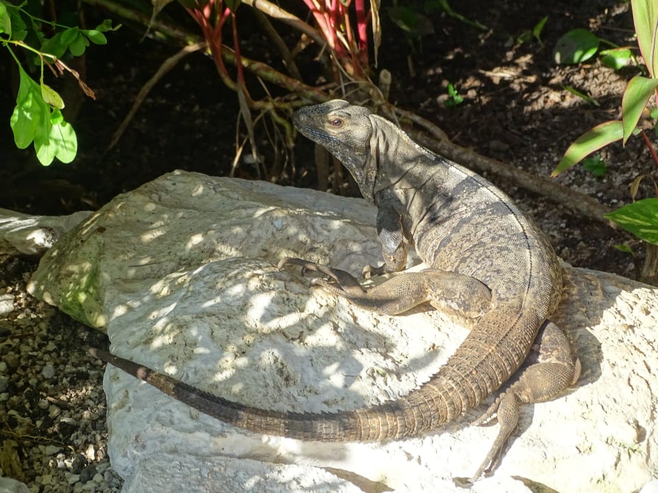 Gartenanlage Akumal Bay Beach & Wellness Resort