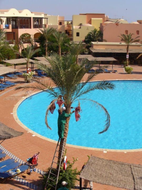 Dattelernte am kleinen Pool Jaz Makadi Saraya Resort