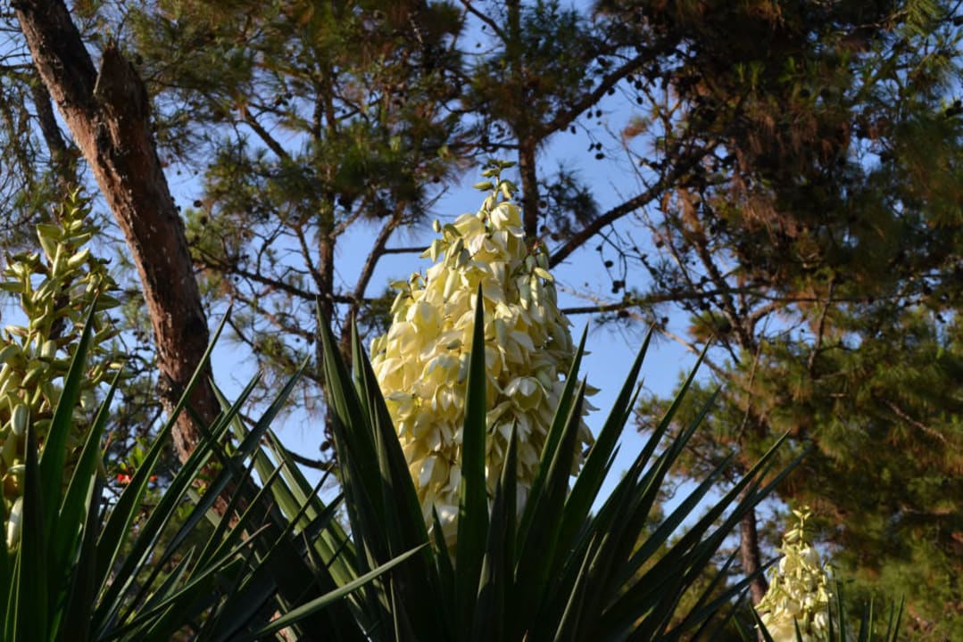 Wygląd zewnętrzny hotelu Hotel Kalithea Horizon Royal