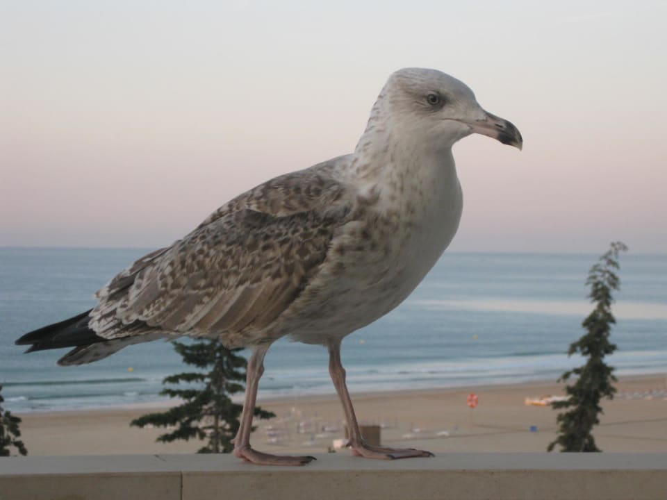 Diese Möve kam jeden Morgen zu Besuch TURIM Algarve Mor Apartamentos Turísticos