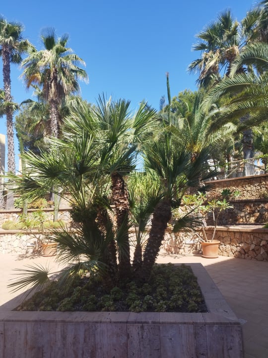 Gartenanlage Zafiro Mallorca