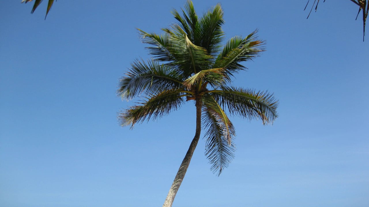 Palme Playa Esmeralda Beach Resort