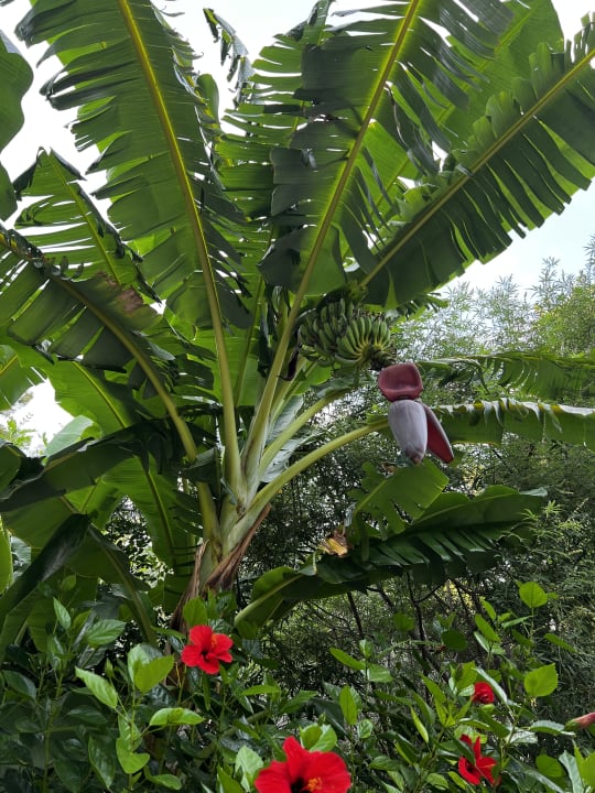 Gartenanlage TUI BLUE Seno - Adults Only