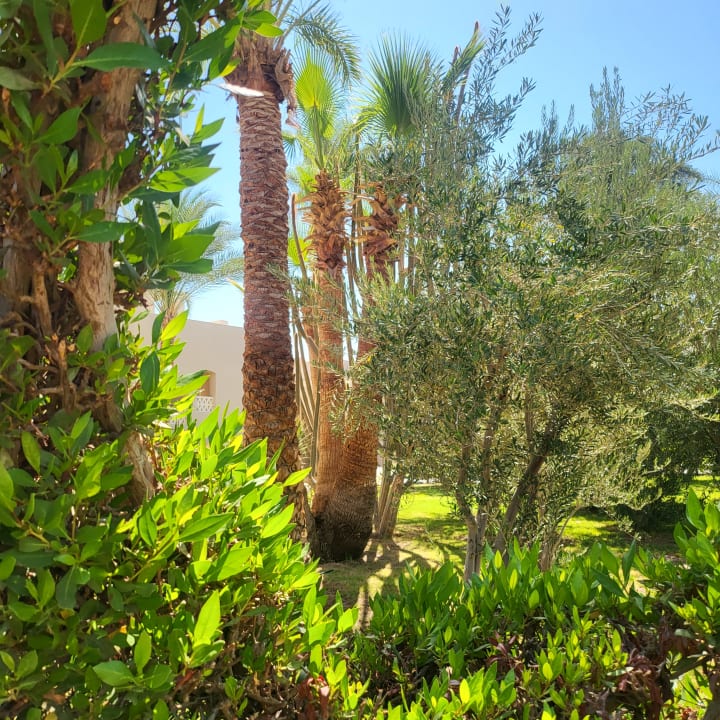 Gartenanlage Hotel JAZ Makadi Star & Spa