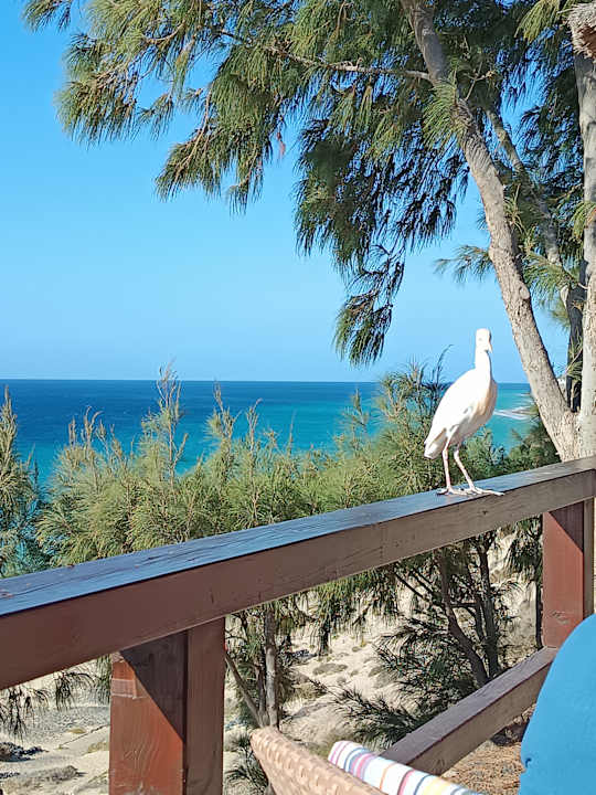 Ausblick Marina Playa Suite Hotel