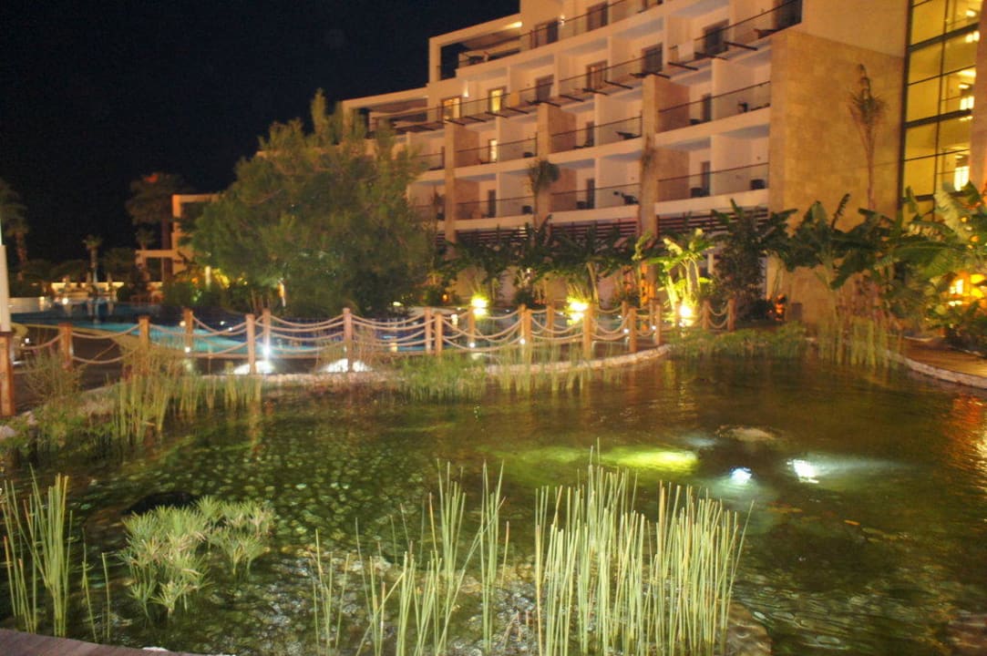 Seerosen-Gartenteich Paloma Pasha