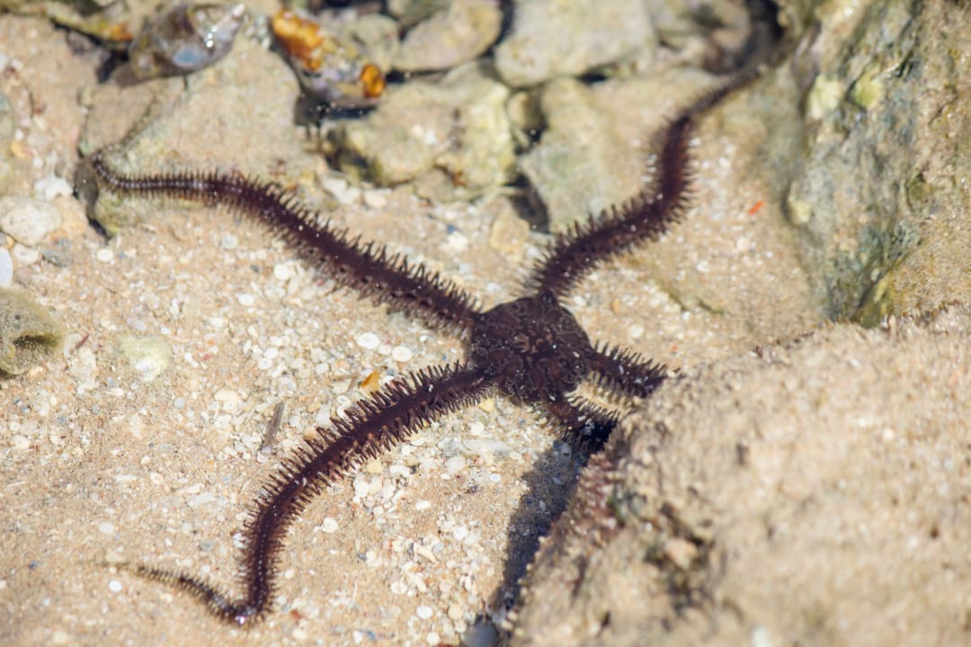 Strand Cleopatra Luxury Resort Makadi Bay