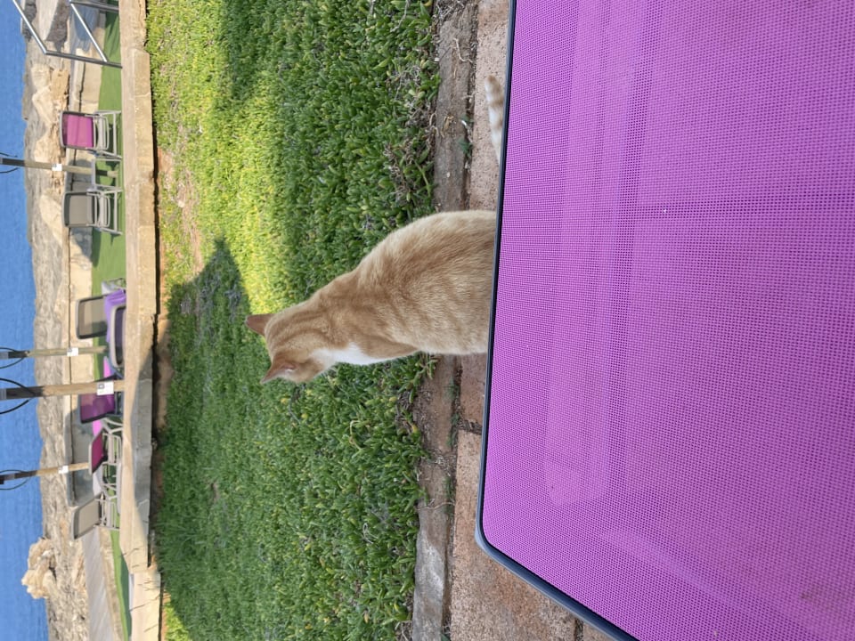 Ausblick Universal Hotel Cabo Blanco - Adults Only