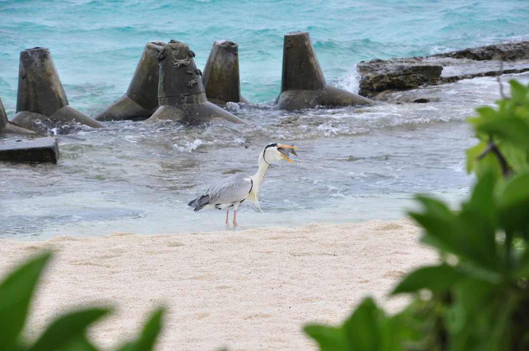 Summer Island Village Summer Island Maldives