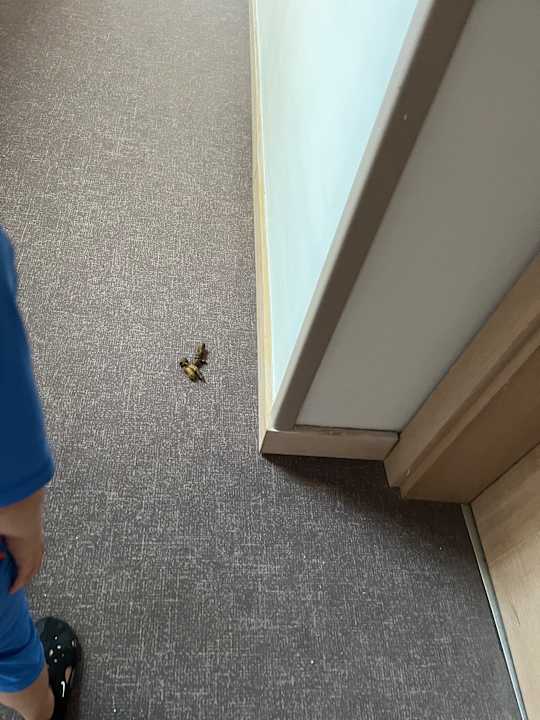 Zimmer Belek Beach Resort Hotel