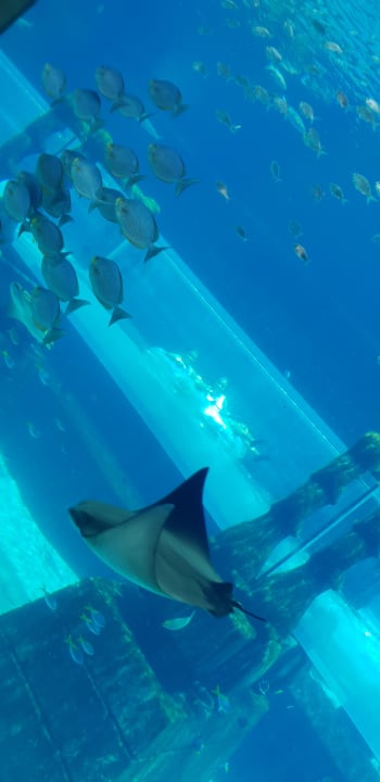 Sport & Freizeit Atlantis, The Palm