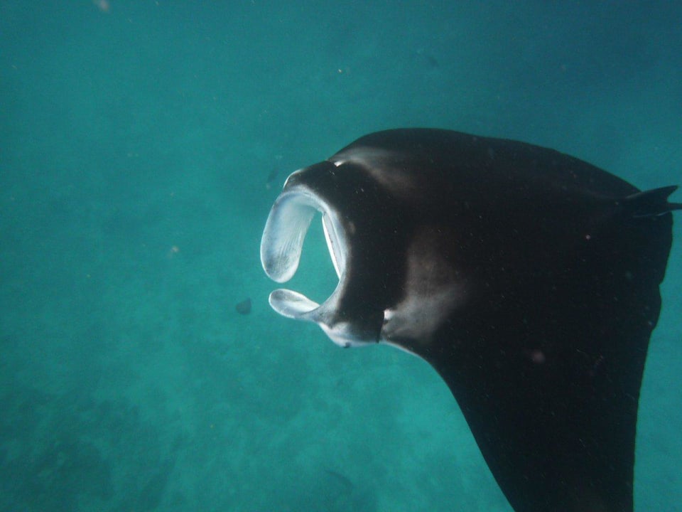 Манты Kuredu Island Resort & Spa