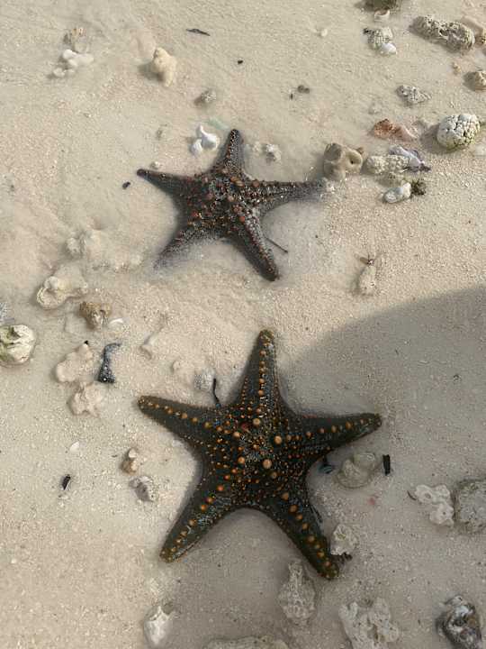 Strand Hotel Riu Palace Zanzibar