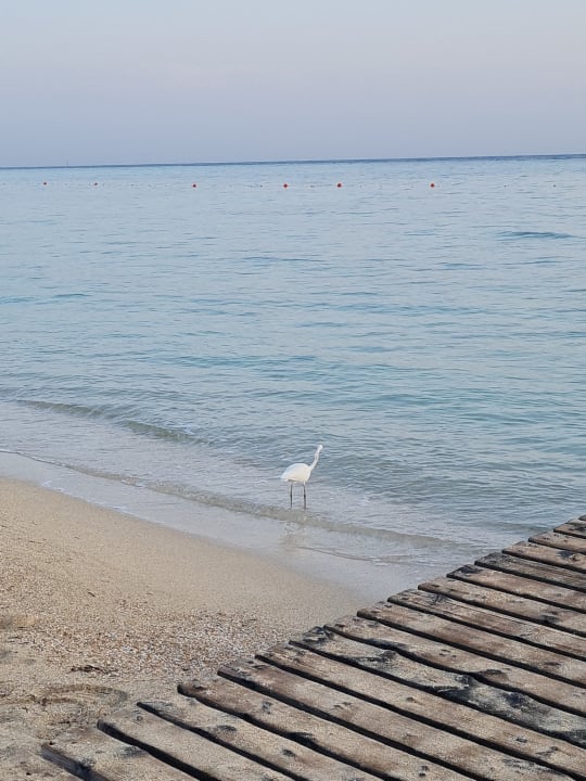 Strand Three Corners Fayrouz Plaza Beach Resort