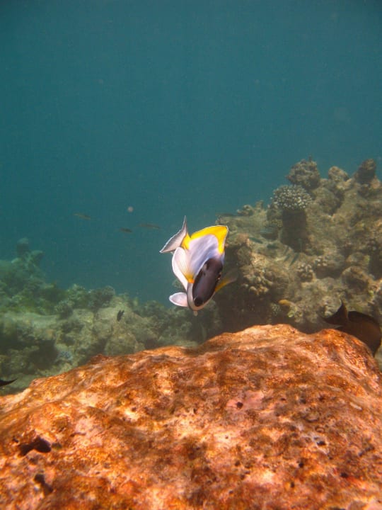 Dorie - beim Schnorcheln entdeckt Summer Island Maldives