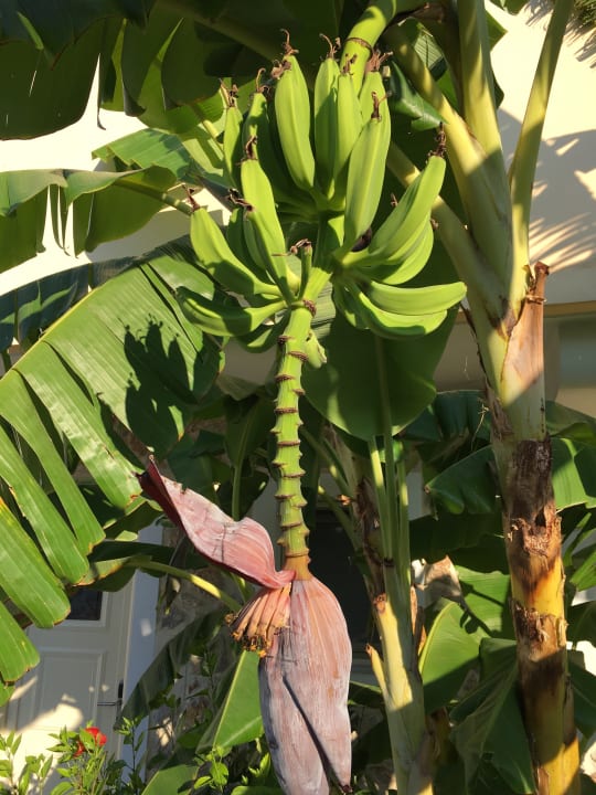 Gartenanlage Hotel Kouros Palace