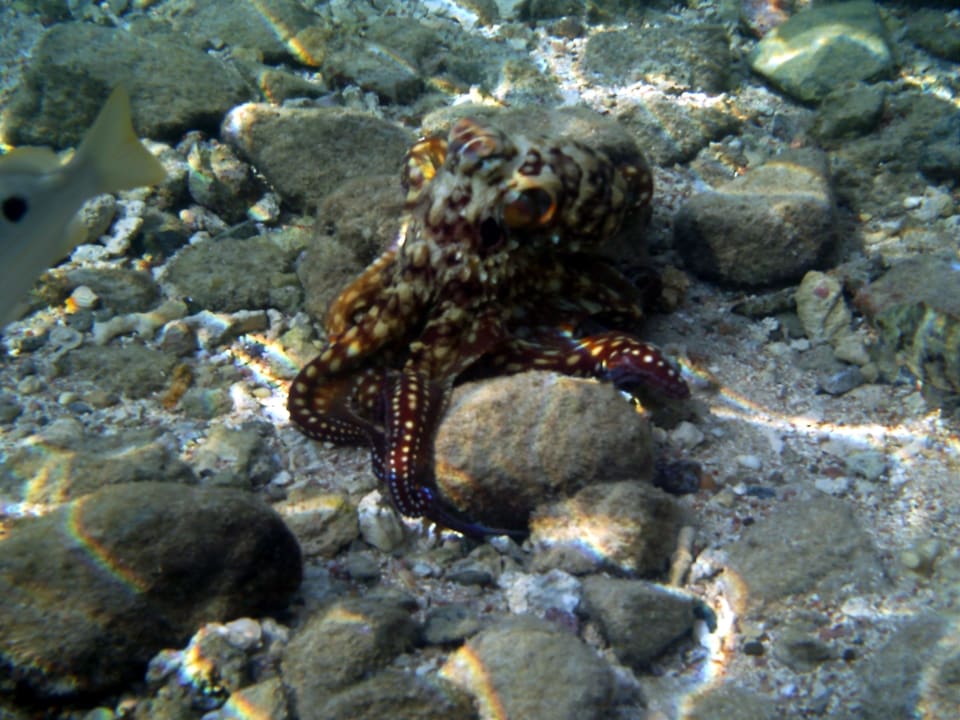 Oktopus Arabia Azur Resort