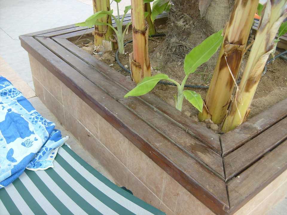 Holzumrandung Der Beflanzung am Pool Concorde De Luxe Resort