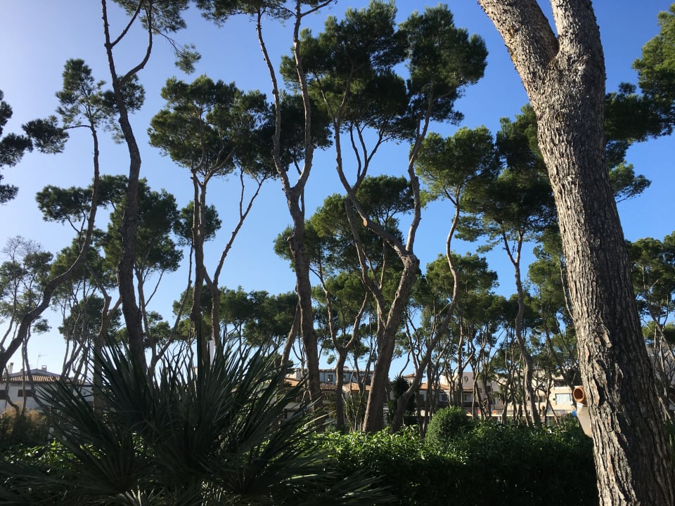 Gartenanlage Hotel Riu Festival