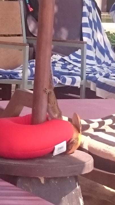 Achtung beim Verlassen der Liege keine Lebensmittel hinterla Pandanus Beach Resort & Spa