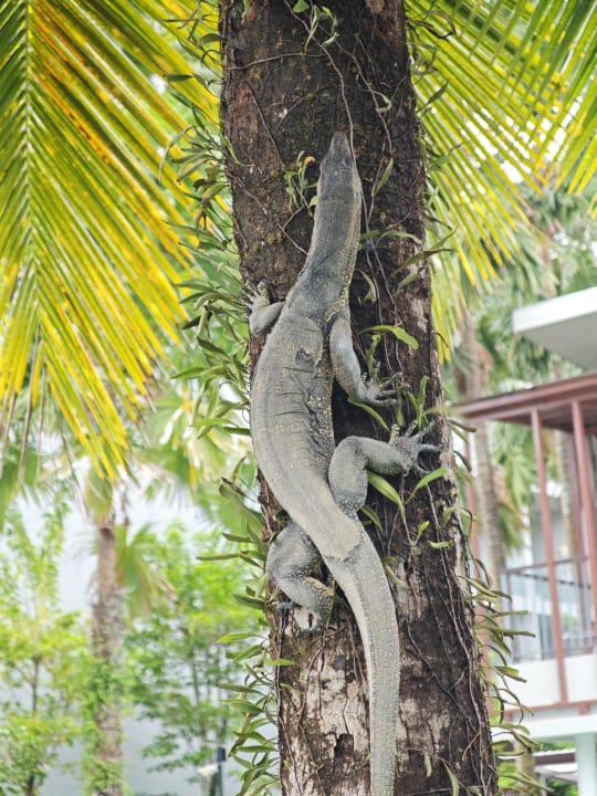 Gartenanlage The Waters Khao Lak by Katathani
