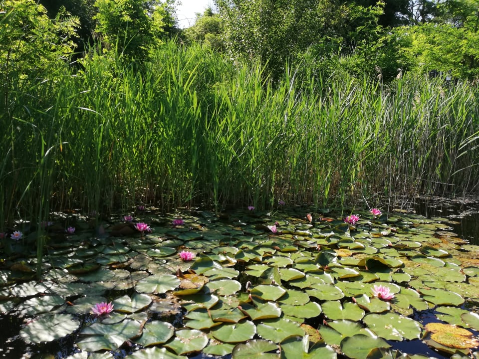 Gartenanlage Hotel Acamed Resort