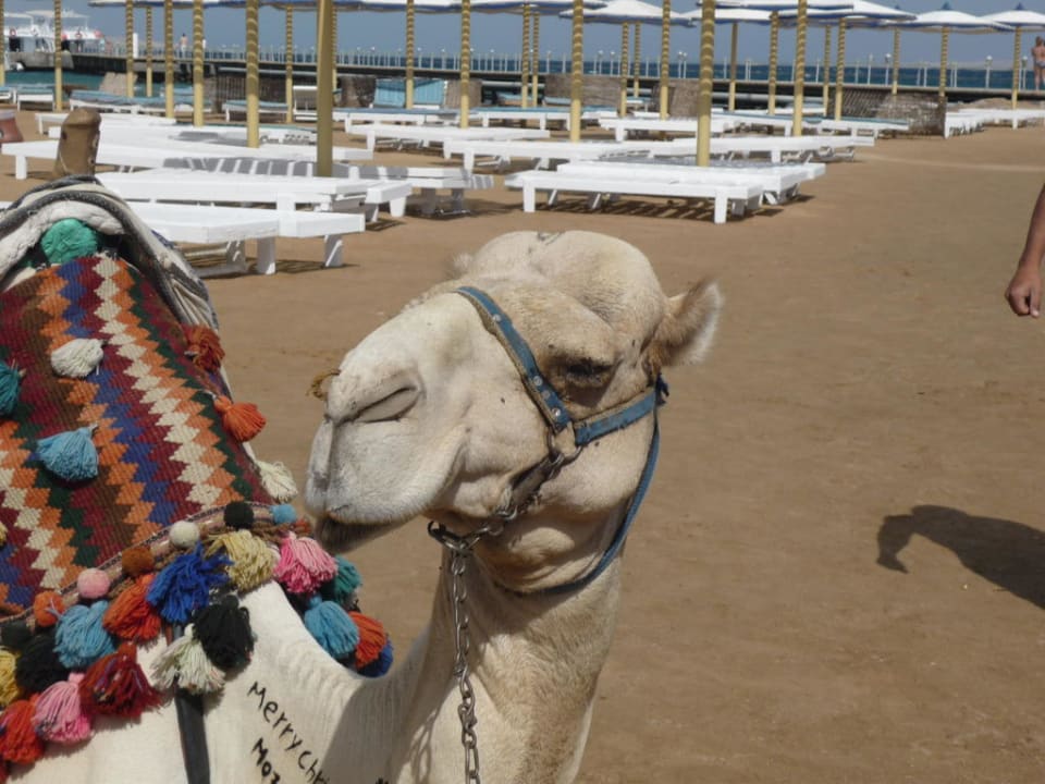 "Moses" & leere Strandliegen Pickalbatros Dana Beach Resort - Hurghada
