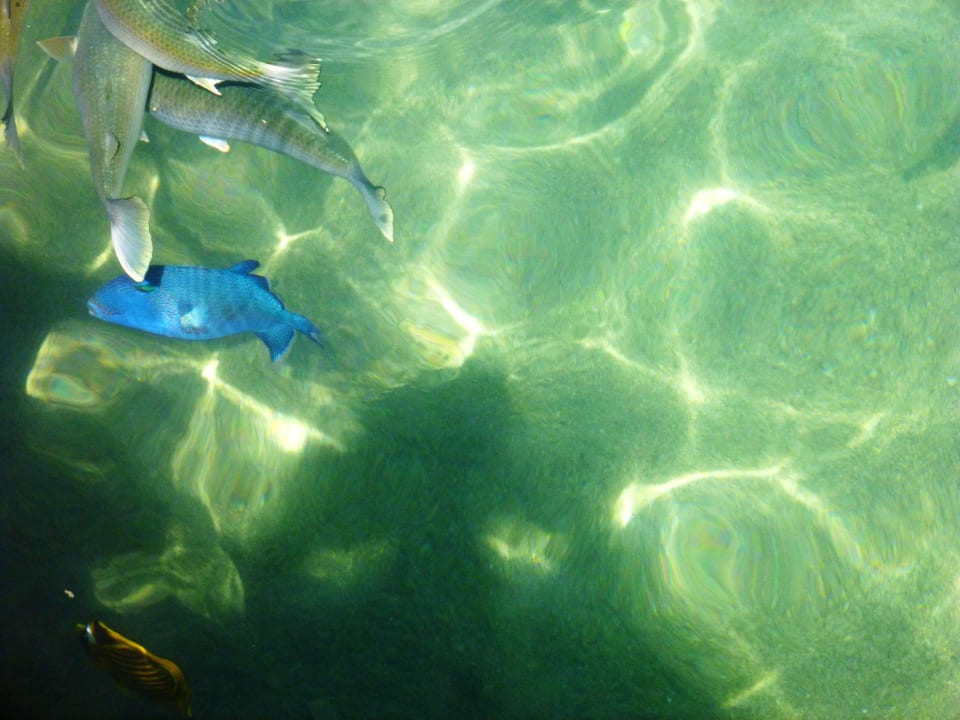 Fische in der Meerwasserlagune Pickalbatros Dana Beach Resort - Hurghada