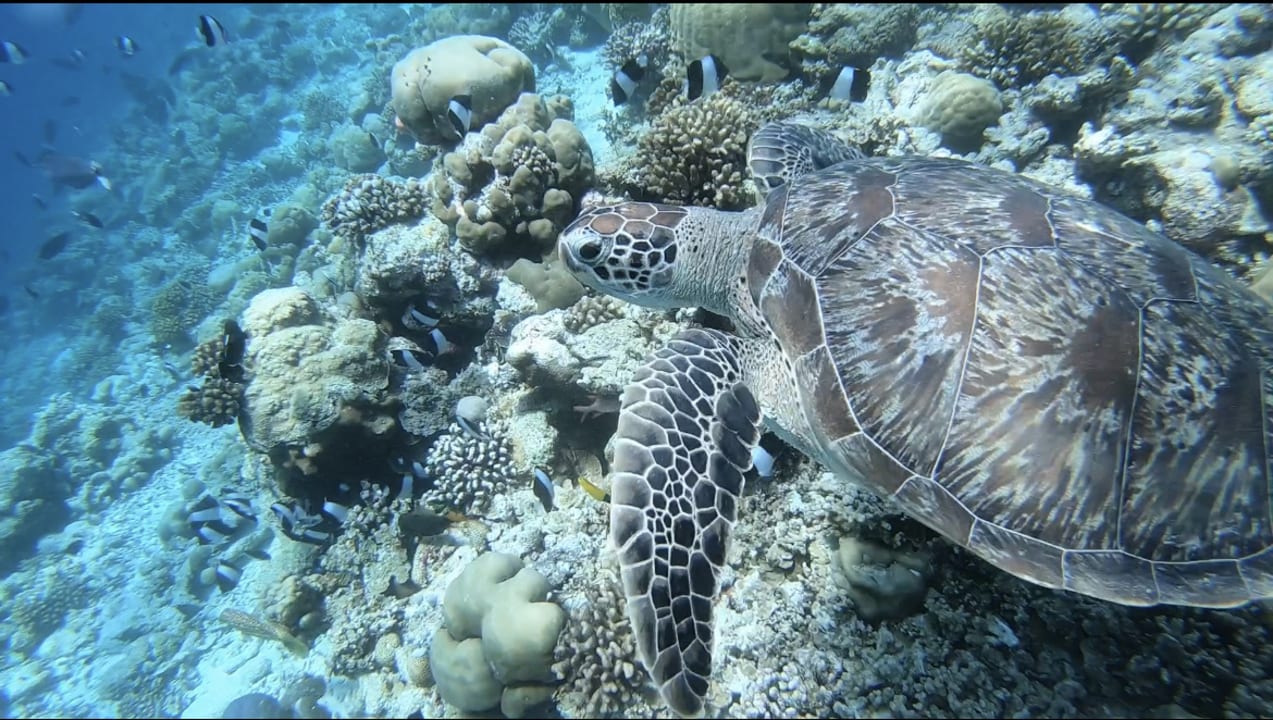 Strand Kuramathi Maldives