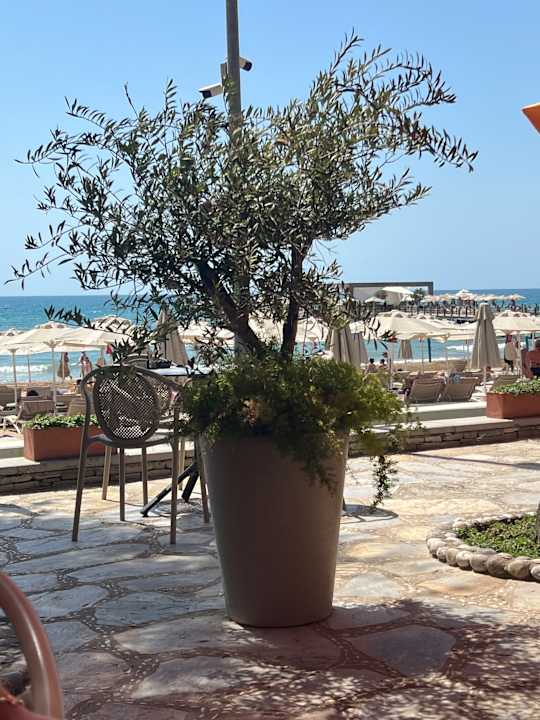 Strand Arum Barut Collection