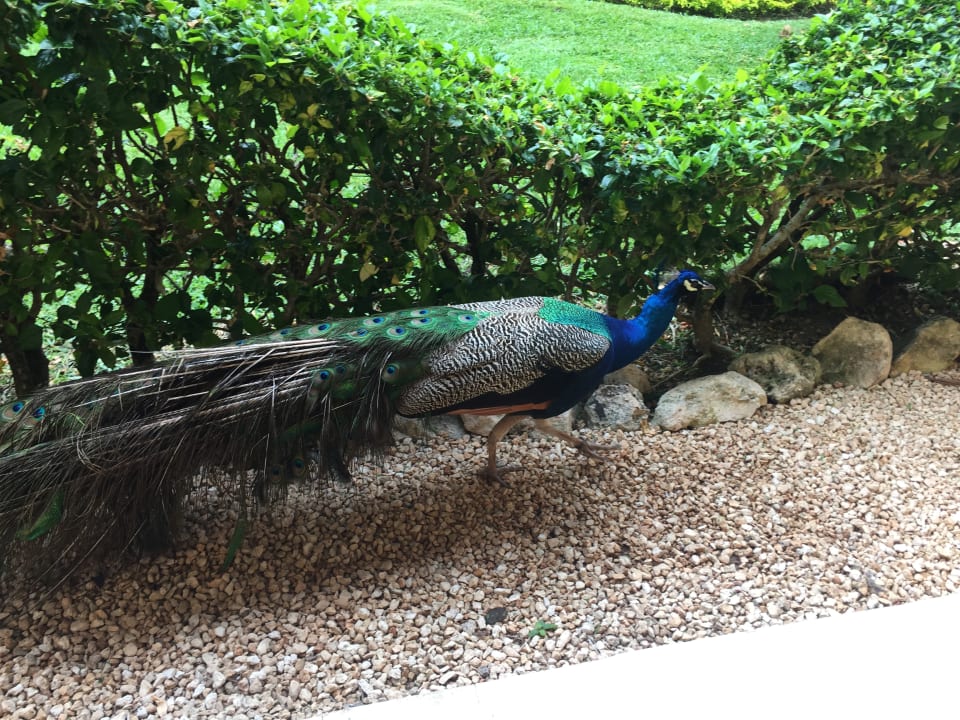 Sonstiges Iberostar Waves Paraiso del Mar