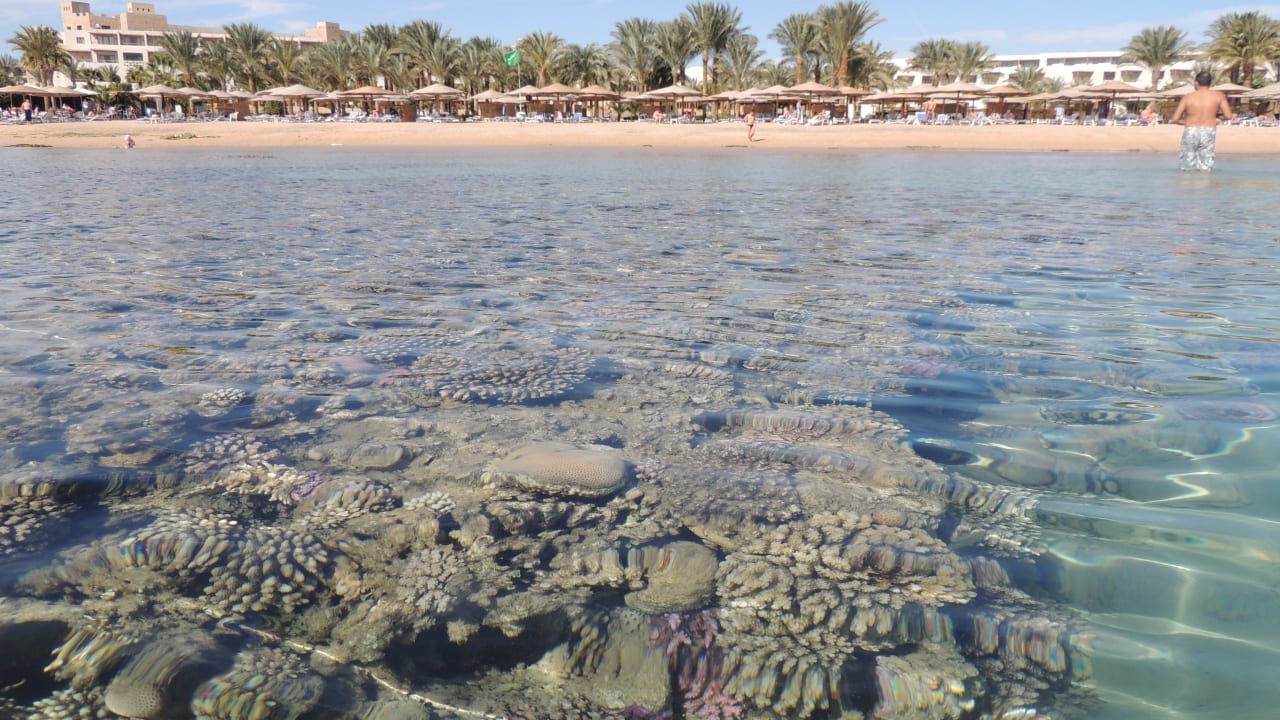 Super Schnorchelgebiet Fort Arabesque Resort, Spa & Villas