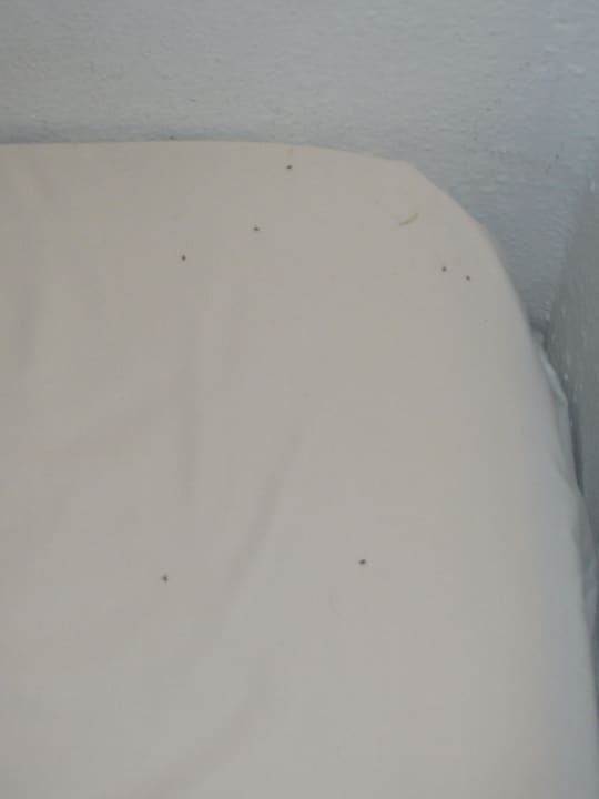 Ameisen auf dem Bett Mitsis Cretan Village