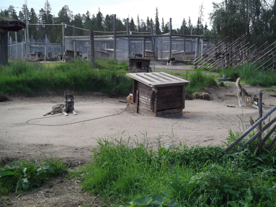 Huskie auf der Farmnebenan Hotel Harriniva Feriendorf
