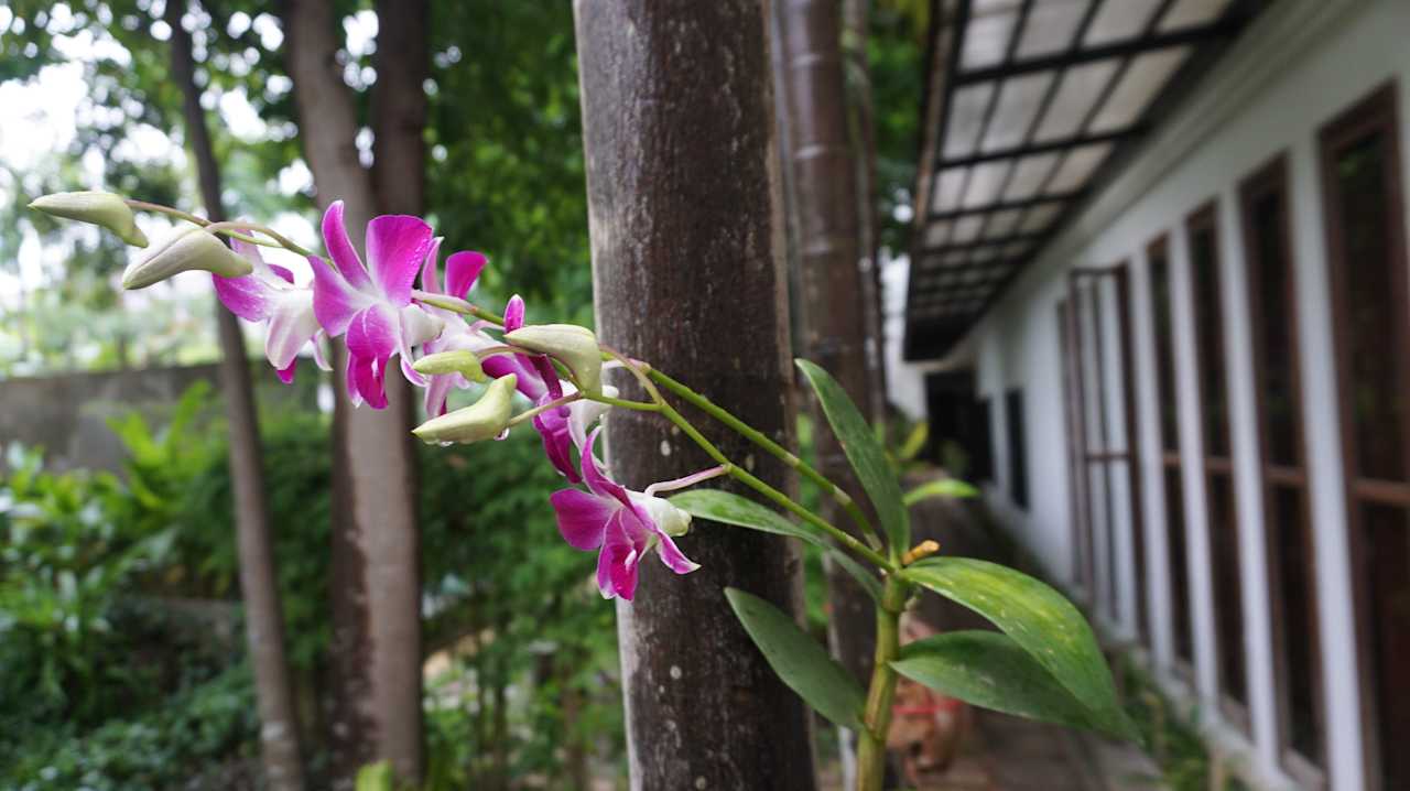 Gartenanlage La Residence Blanc D'Angkor